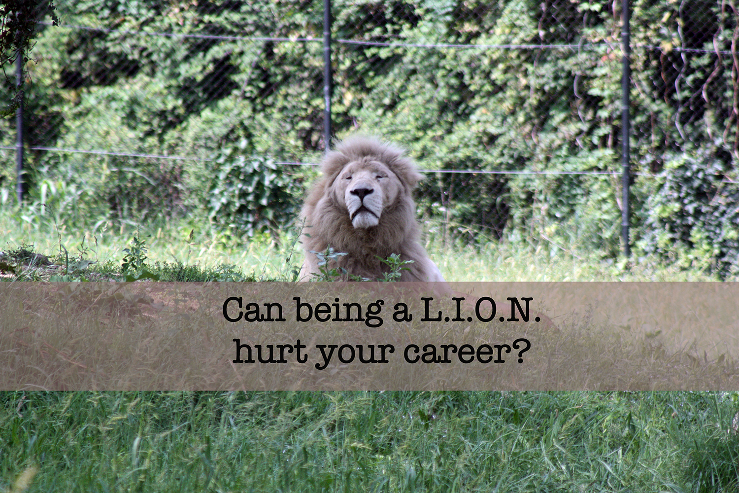 could being a L.I.O.N. hurt your career?