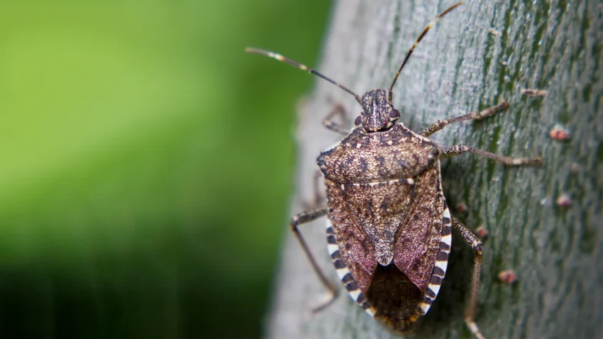 a stink bug